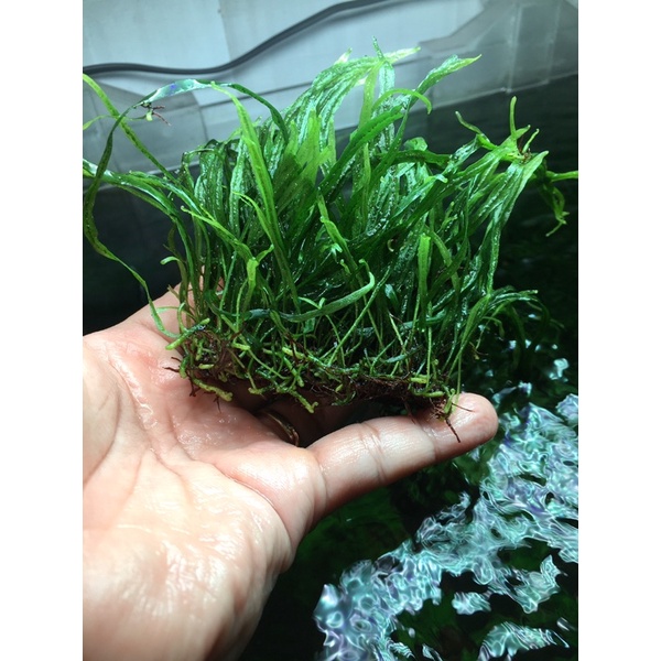 Dương xỉ lá kim mini