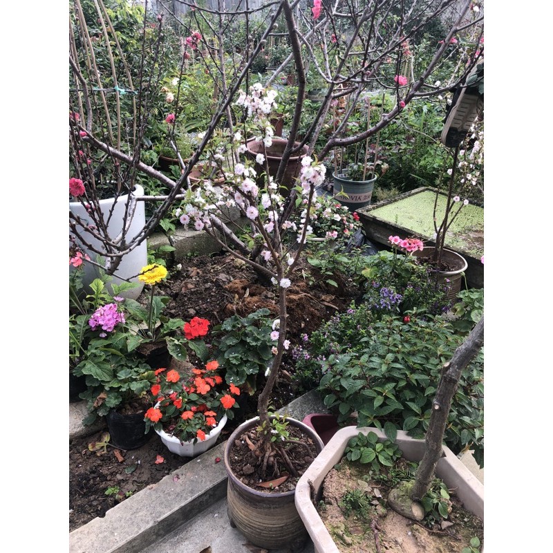 Mai trắng, Nhất chi mai