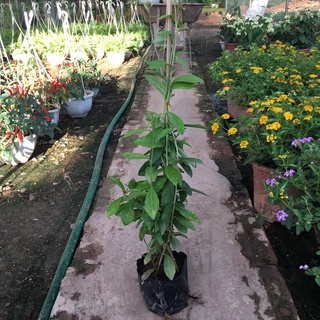 Cây Cúc Tần Ấn Độ trồng bịch dài 40-60cm trồng bịch đen dùng làm rèm che nắng (Ảnh Thật)