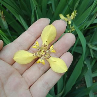 Cây diên vĩ hoa vàng, trắng