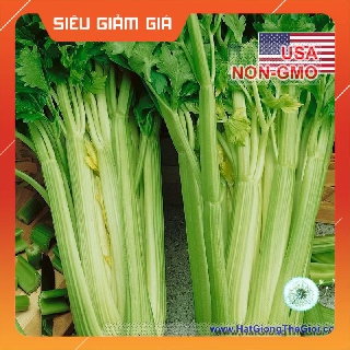 0.5g Hạt Giống Cần Tây Mỹ - Ngọt 75cm Utah (Apium graveolens) HCT