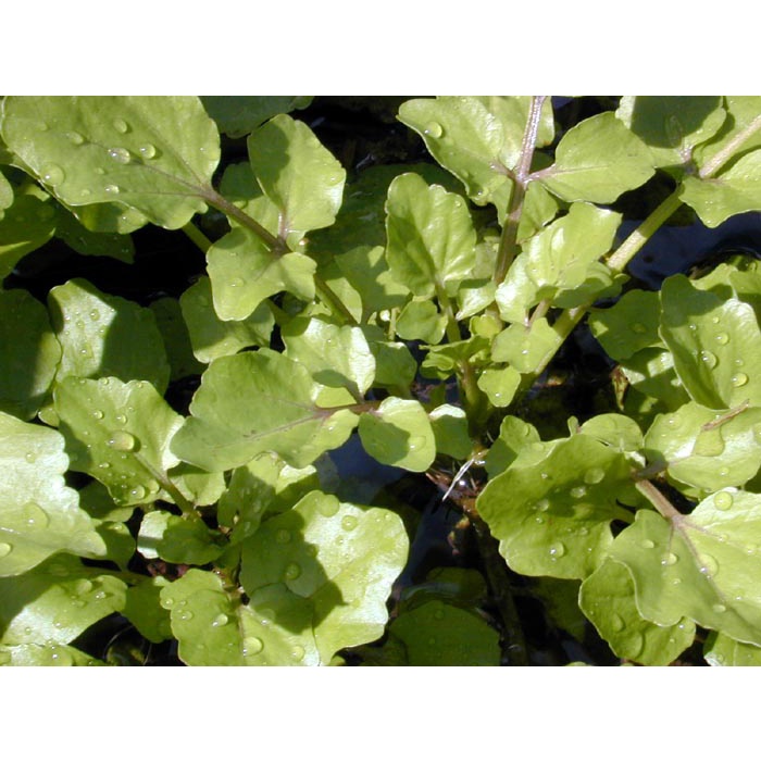 Hạt Giống Cải Xoong Lá To Broad Leaf 0.2Gr , Dễ Trồng, Trồng Chậu, Đất, Bán Thủy Canh.