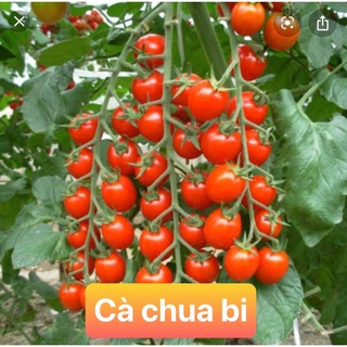 Hạt giống CÀ CHUA BI ĐỎ 80 hạt