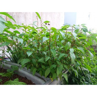 10g Hạt giống Rau Đay đỏ