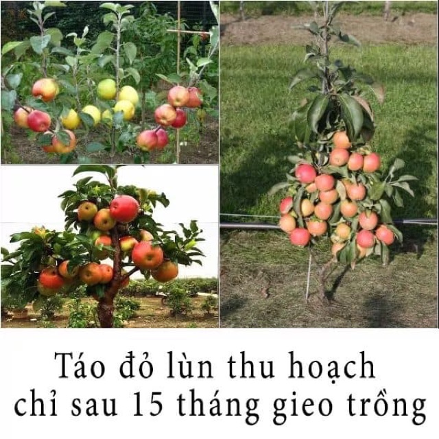 Hạt giống táo đỏ lùn f1