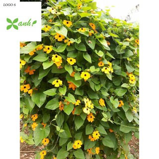 Hạt giống hoa mắt huyền