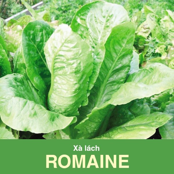 Xà lách Romaine (2g)