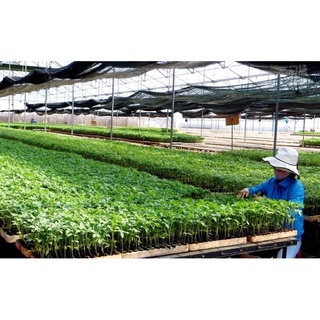 1kg đất trộn hỗn hợp 6 thành phần