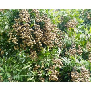 Sản phẩm cây giống NHÃN LỒNG MUỘN - Cây giống chuẩn F1 + Tặng (0,3kg) phân hữu cơ cao cấp