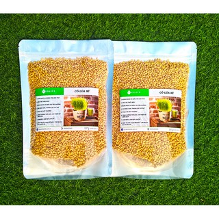 Hạt Giống Cỏ Lúa Mì [Australia]