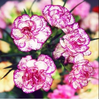 Hoa cẩm chướng chùm(100 hạt)