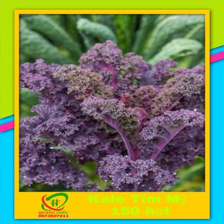 Hạt Giống Kale Tím Mỹ 150 hạt