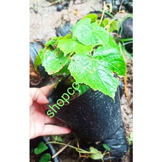 Cây nho rừng giống