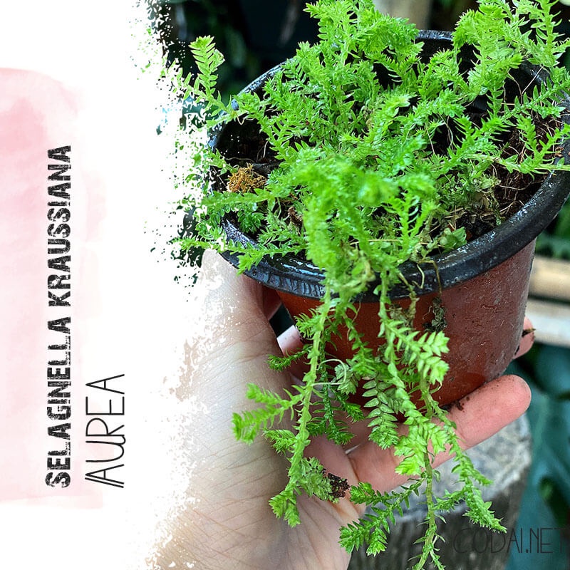 Cây Selaginella kraussiana Aurea (Rêu Hoàng Kim) chậu nhựa 8cm
