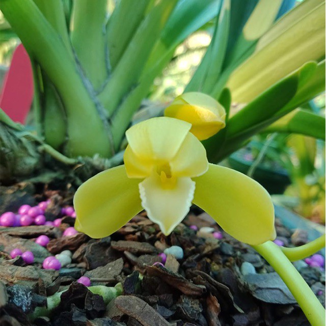 Phân Tan Chậm FLOWERMATE 200 (NPK 31-08-08): Chuyên dùng cho phong lan con