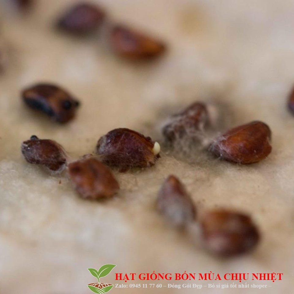 Hạt Giống Hoa Hồng Nhung gói khoảng 20 hạt ĐẾN MÙA TRỒNG TẾT luckyseed hạt siêu rẻ
