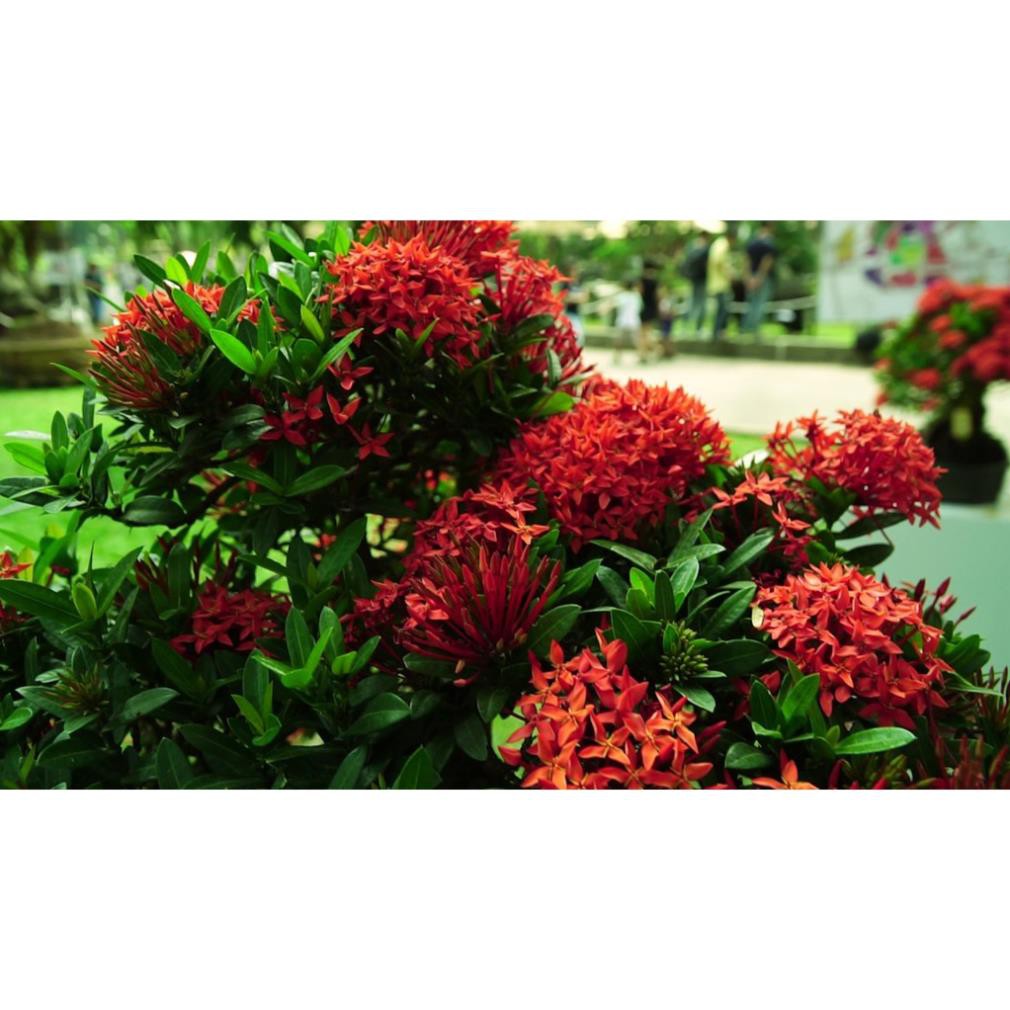 hoa mẫu đơn bỉ- màu đỏ, gửi đi nguyên bầu lớn đang hoa, dòng lá nhỏ dày + Tặng 01 cây dâu da đất( bòn bon)