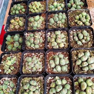 Conophytum chậu nhiều đầu