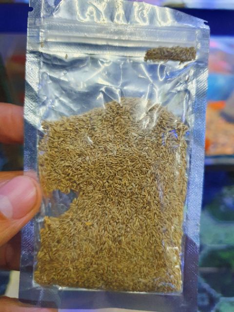 COMBO BỘ 2 HẠT GIỐNG THỦY SINH NGƯU MAO CHIÊU LÙN CAO 10G