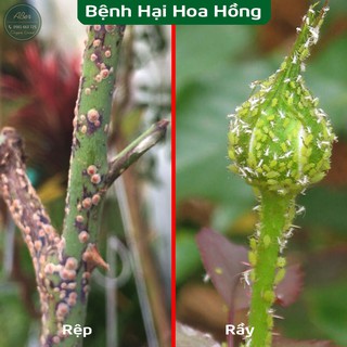 Combo Chế Phẩm Sinh Học trị bệnh cho hoa