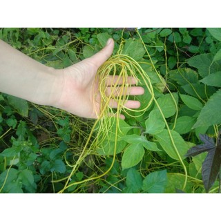 5kg dây tơ hồng