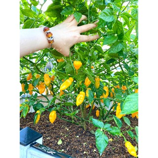 [Hạt Giống Mỹ] Ớt Siêu Cay Habanero Vàng (Gói lẻ 10 hạt)