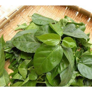 Hạt Giống Lá Cách ( Lá Vọng Cách ) - 20 hạt/túi