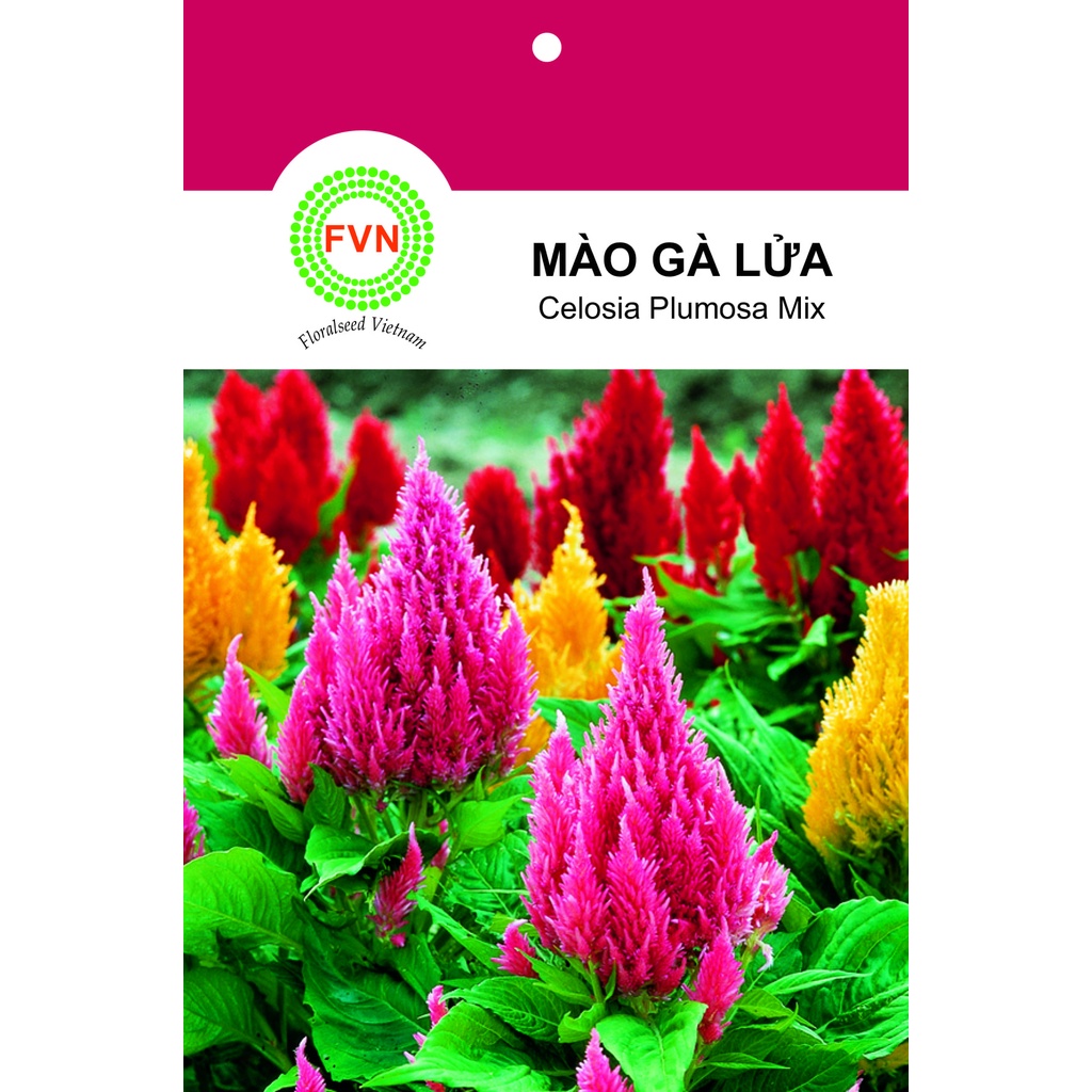 HẠT GIỐNG HOA MÀO GÀ LỬA / MÀO GÀ ĐUÔI PHỤNG NHIỀU MÀU FVN GÓI 15 HẠT - CELOSIA PLUMOSA MIX