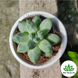 Sen Đá Kim Cương Trắng Đà Lạt Đã Thuần Khí Hậu Size Bầu Đường Kính 4-6cm