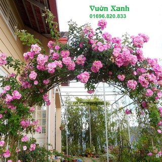 sale off Hạt giống hoa hồng leo Pháp nhiều màu, sai hoa hàng chuẩn cty.