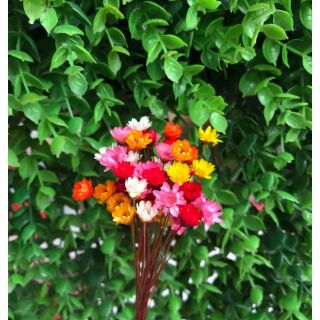 Hoa tuyết nhiệt đới