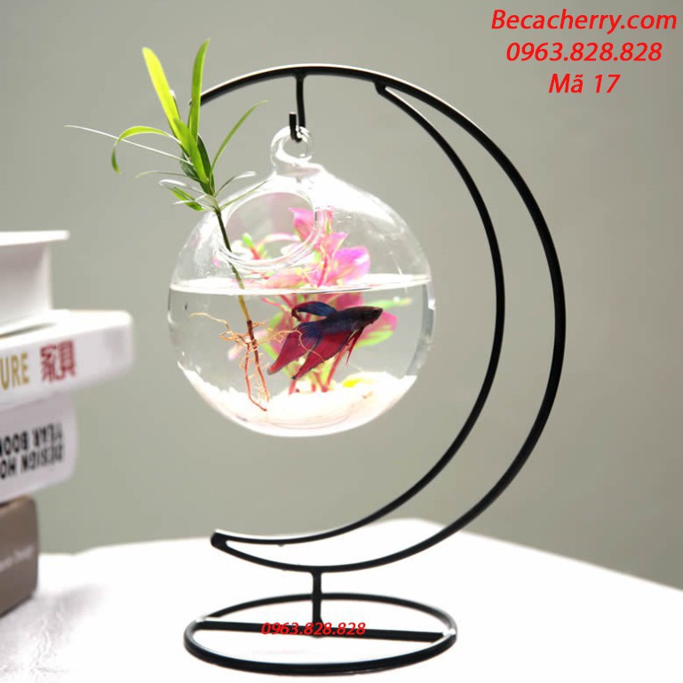 Bể cá mini cung trăng 17 trăng nhỏ ( tặng kèm phụ kiện trang trí ) | BigBuy360 - bigbuy360.vn