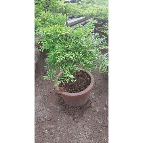 Mai chiếu thủy lá nhỏ