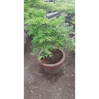 Mai chiếu thủy lá nhỏ