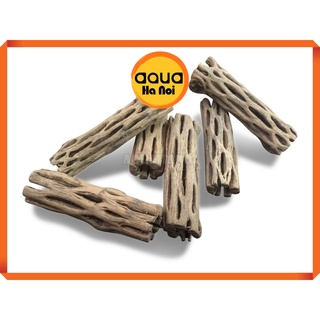 Lũa xương rồng Nam Mĩ Cholla Cactus size S,M