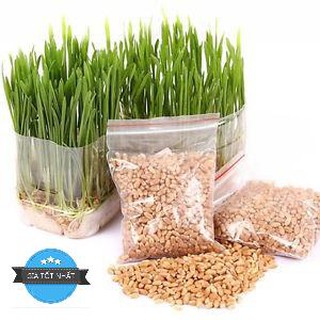 100 Hạt Giống Cỏ Lúa Mì Đỏ Cỏ Mèo