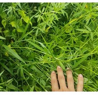 Hạt giống cỏ chăn nuôi stylo - cỏ họ đậu - gói 50gram - sthgt