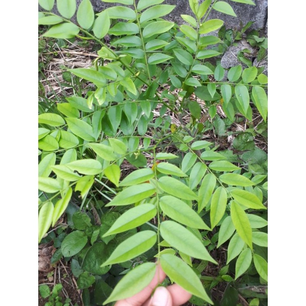 10gr Hạt sưa đỏ đã tách