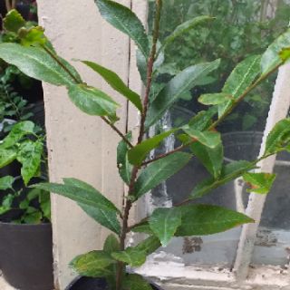 chậu cây hoa mai cây đẹp trưởng thành