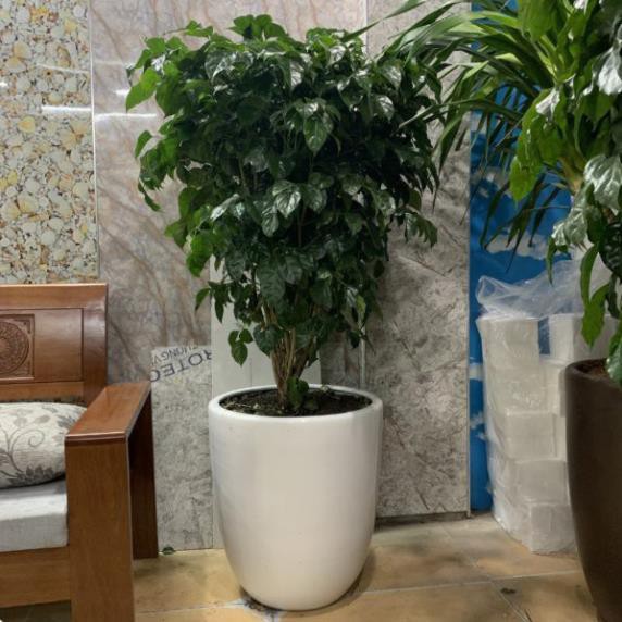 CÂY HẠNH PHÚC, CÂY MANG ĐẾN SỰ ĐẦM ẤM, HẠNH PHÚC CHO GIA CHỦ