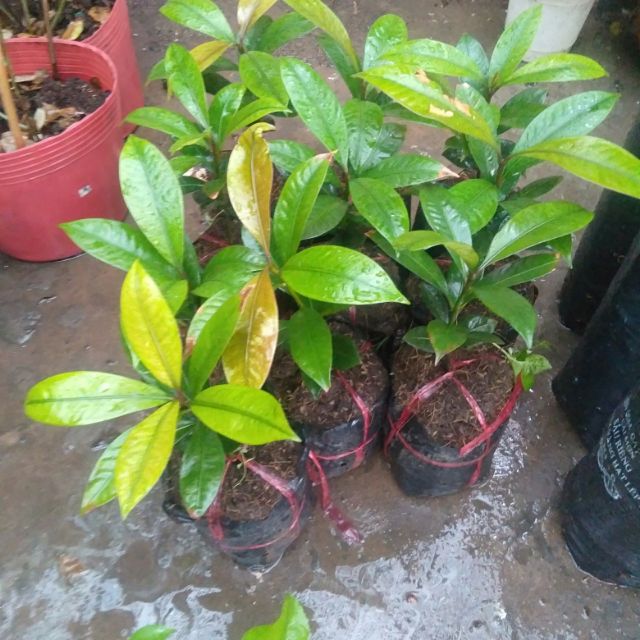 Cây măng cụt