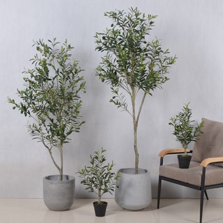 Cây oliu decor phòng khách studio - olive tree