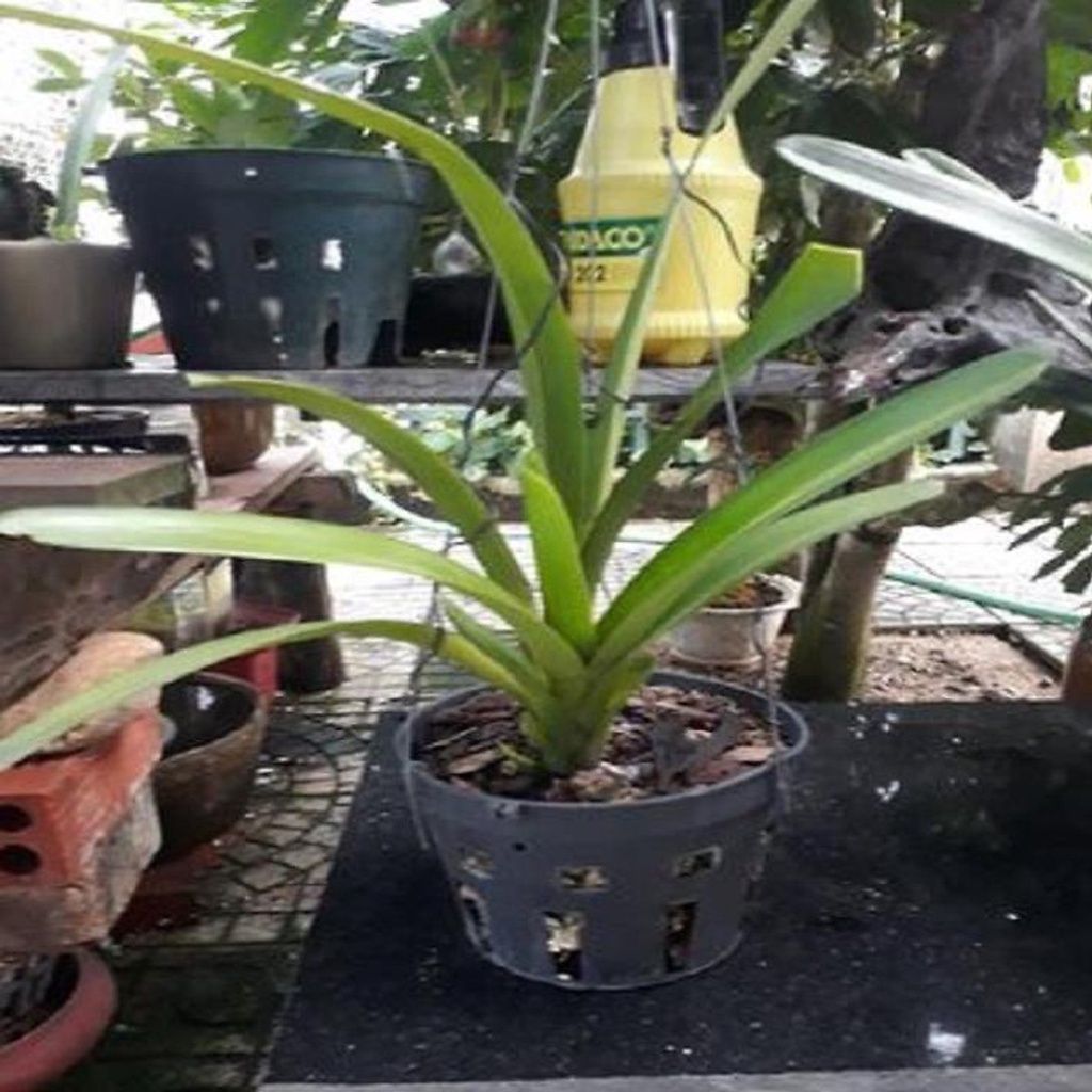 HÀNG CHUẨN Hoa phong lan kiếm vàng