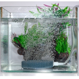 Sủi đĩa oxy siêu mịn 6cm 10cm