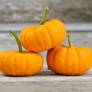 hạt giống bí ngô mini vàng 5 hạt