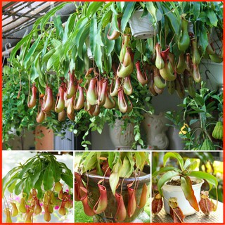 10 Hạt giống hoa Cây nắp ấm