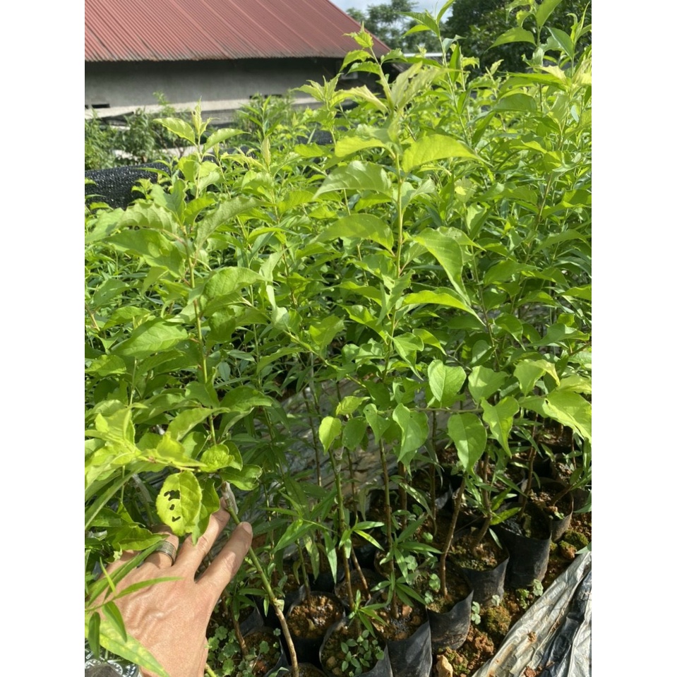 Cây mận hậu sơn la 60 cm mua 5 cây tặng 1 cây