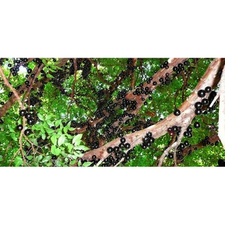 BỘ HẠT GIỐNG NHO THÂN GỖ