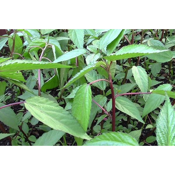 Hạt Giống rau đay đỏ dễ trồng TOTT's fertilizer