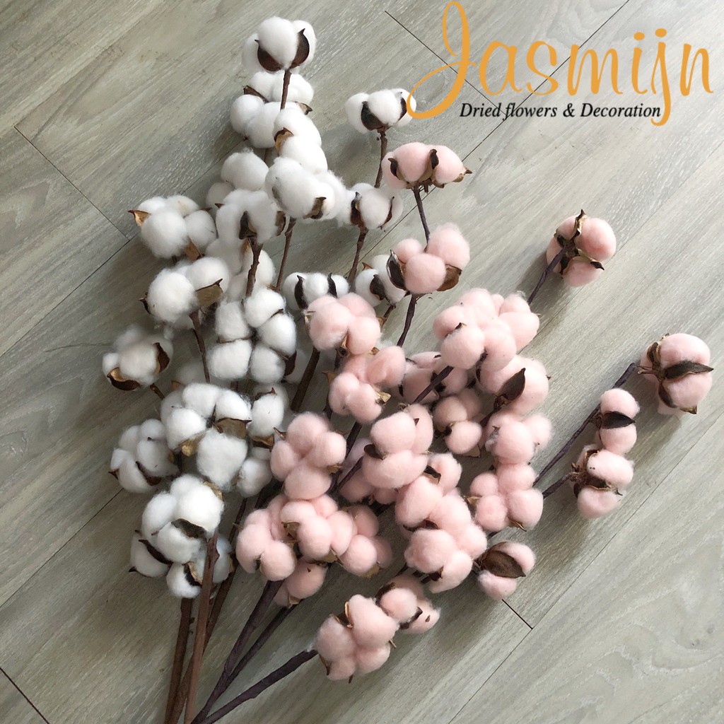 Hoa cotton khô trang trí - hoa bông gòn khô